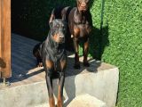 ÜST DÜZEY DOBERMAN YAVRULAR