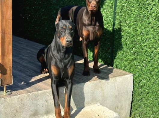 Üst Düzey Doberman Yavrular