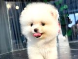 Ayi Surat Pomerani̇an Boo Bebekler