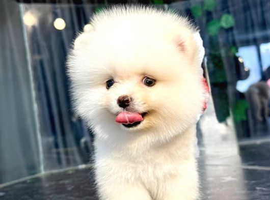Ayi Surat Pomerani̇an Boo Bebekler görsel