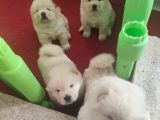 Chowchow Yavrularım Sağlık Ve Irk Garantilidir