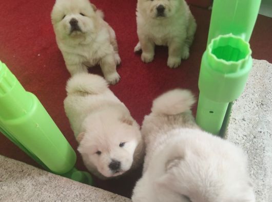 Chowchow Yavrularım Sağlık Ve Irk Garantilidir görsel