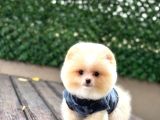 Ayi Surat Pomerani̇an Boo Bebekler
