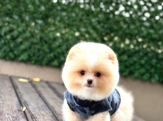 Ayi Surat Pomerani̇an Boo Bebekler görsel