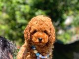 Poodle Yavrulrimiz