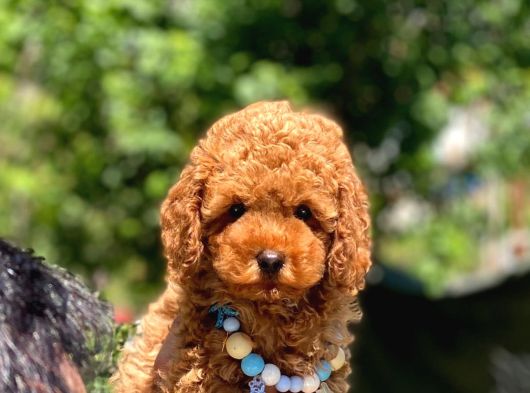 Poodle Yavrulrimiz görsel