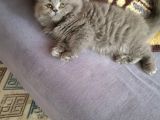 Tüy Yumağı Yürürken Yuvarlanan Yumak Longhair Yavru