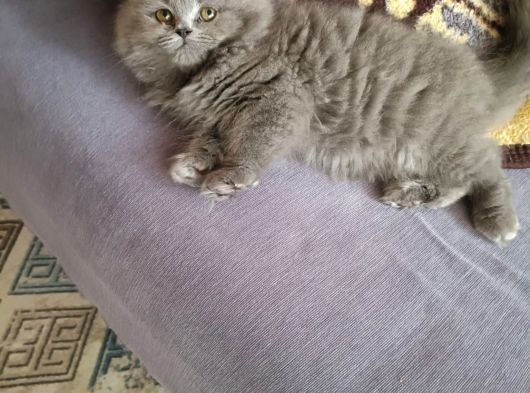 Tüy Yumağı Yürürken Yuvarlanan Yumak Longhair Yavru görsel