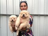 Chowchow Yavrularım Sağlık Ve Irk Garantili