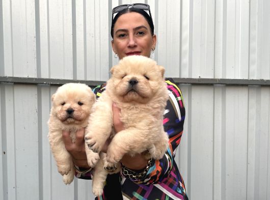Chowchow Yavrularım Sağlık Ve Irk Garantili görsel
