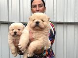 Chowchow yavrularım sağlık ve ırk garantili