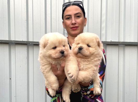 Chowchow Yavrularım Sağlık Ve Irk Garantili görsel