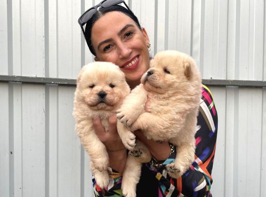Chowchow Yavrularım Sağlık Ve Irk Garantili görsel