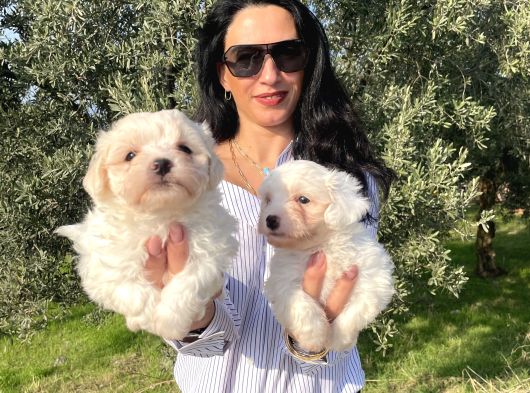 Maltese Yavrularım Sağlık Ve Irk Garantilid görsel