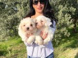 Maltese yavrularım sağlık ve ırk garantilid