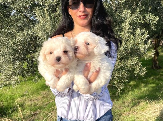 Maltese Yavrularım Sağlık Ve Irk Garantilid