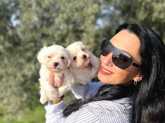 Maltese Yavrularım Sağlık Ve Irk Garantilid görsel