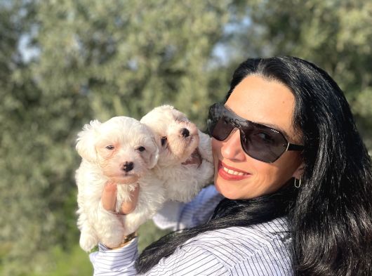 Maltese Yavrularım Sağlık Ve Irk Garantilid görsel