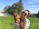 Toy Poddle Yavrularım Sağlık Ve Irk Garantilidir