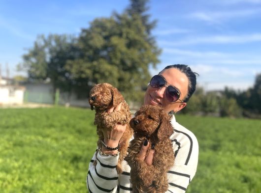 Toy Poddle Yavrularım Sağlık Ve Irk Garantilidir görsel