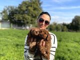 Toy Poddle Yavrularım Sağlık Ve Irk Garantilidir