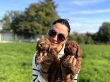 Toy poddle yavrularım sağlık ve ırk garantilidir
