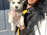 Husky yavrularım sağlık ve ırk garantili