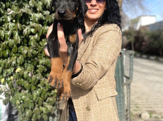 Doberman Yavrularım Sağlık Ve Irk Garantilidi görsel