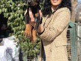 Doberman yavrularım sağlık ve ırk garantilidi