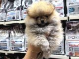 Pomeranian Orange Yavrularımız Irk Garantili