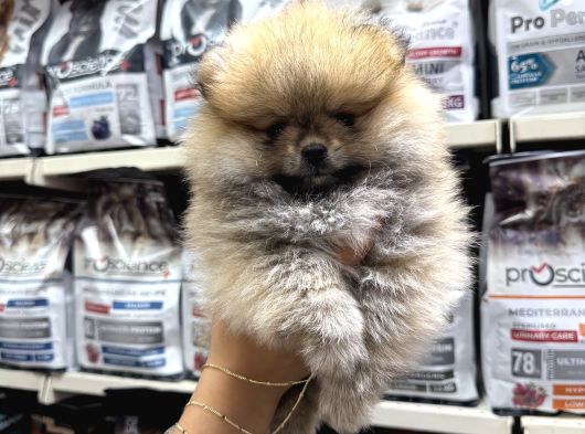 Pomeranian Orange Yavrumuz Irk Garantili görsel
