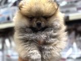 Pomeranian orange yavrularımız ırk garantili