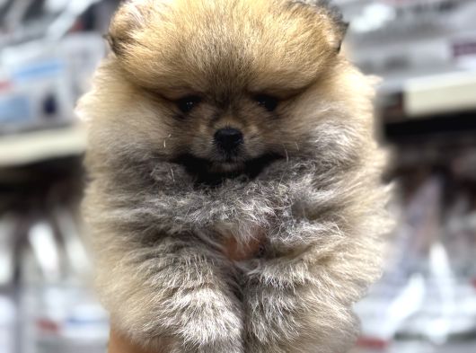 Pomeranian Orange Yavrumuz Irk Garantili görsel