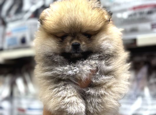 Pomeranian Orange Yavrumuz Irk Garantili görsel