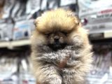 Pomeranian orange yavrumuz ırk garantili
