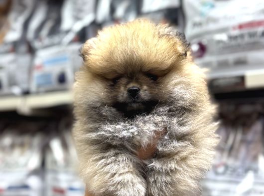 Pomeranian Orange Yavrumuz Irk Garantili