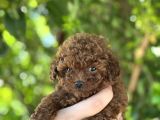 Ruhsatli Çi̇ftli̇kten Anne Altinda Toy Poodle Yavrulari