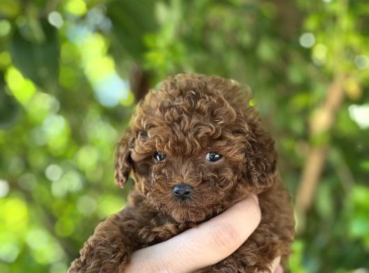 Ruhsatli Çi̇ftli̇kten Anne Altinda Toy Poodle Yavrulari görsel