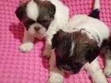 Mini Boy Kore Shih Tzu Bebekler