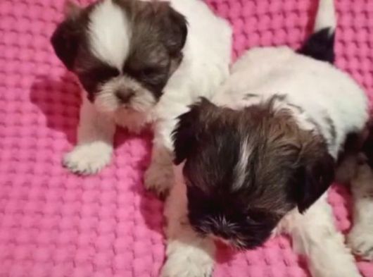 Mini Boy Kore Shih Tzu Bebekler görsel