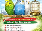 Muhabbet Kuşu Üretim