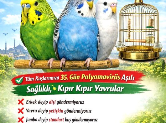 Muhabbet Kuşu Üretim görsel