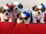 Mini boy kore shih tzu bebekler