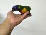 El Besleme Rai̇nbow Lori̇ Papağanlarimiz