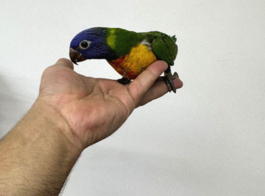 El Besleme Rai̇nbow Lori̇ Papağanlarimiz görsel