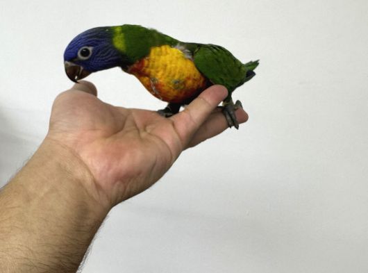 El Besleme Rai̇nbow Lori̇ Papağanlarimiz görsel