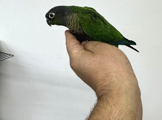 El Besleme Greencheck Konur Bebekleri̇m