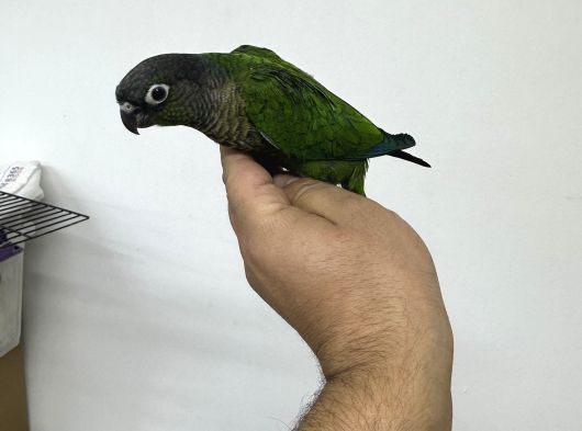 El Besleme Greencheck Konur Bebekleri̇m görsel