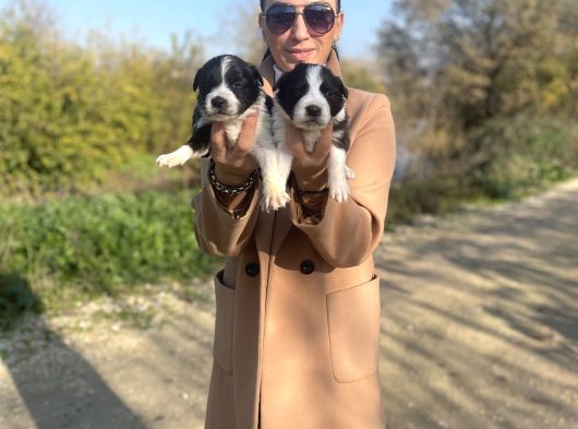 Border Colie Yavrularım Sağlık Ve Irk Garantilid görsel