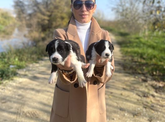 Border Colie Yavrularım Sağlık Ve Irk Garantilid görsel